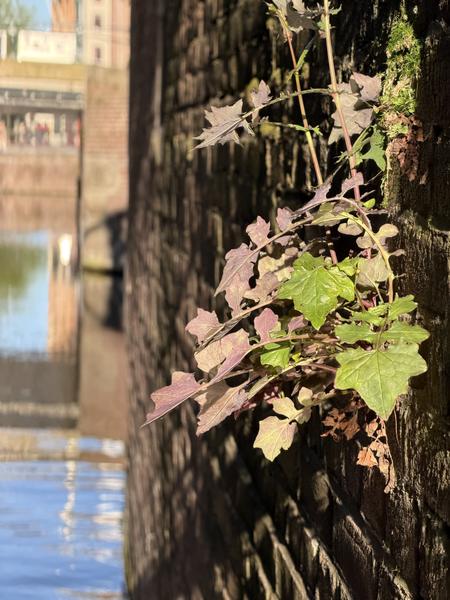 A vibrant plant with green and reddish-purple leaves grows resiliently from an old brick wall, bathed in bright sunlight